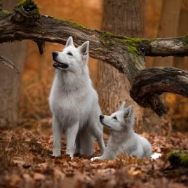 Kundenfoto – Tierfotografie